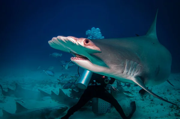 与一条15英尺长的大锤头鲨的一次非常亲密的接触 图库图片