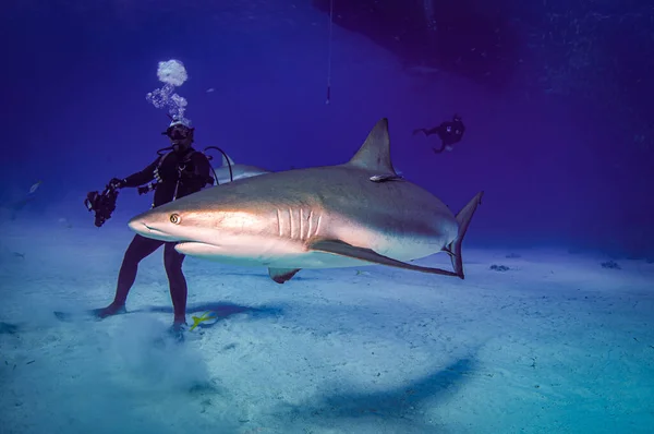 一只加勒比海礁鲨从潜水员身边游过 免版税图库图片
