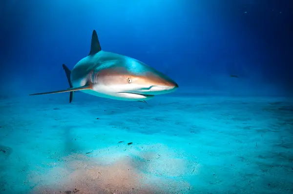 カリブ海のサメ ロイヤリティフリーのストック写真