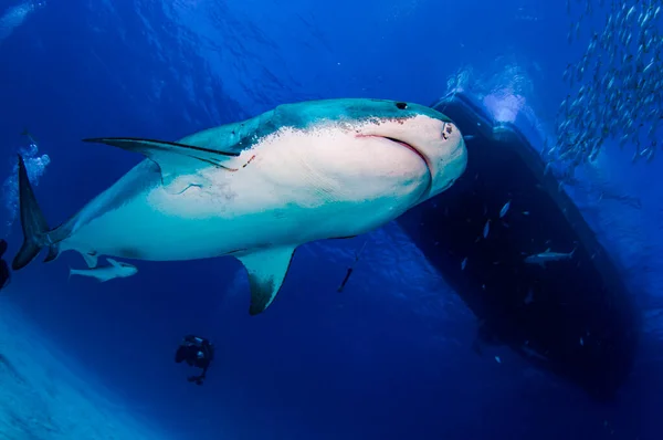 Ένας Καρχαρίας Τίγρης Κολυμπάει Κάτω Από Μια Βάρκα Εικόνα Αρχείου