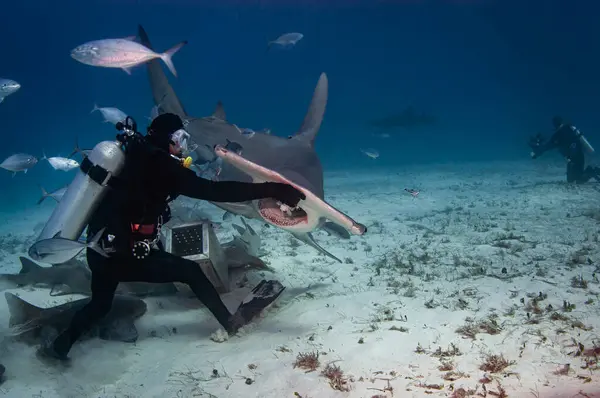 跳水者与一头巨大的锤头鱼相互作用 免版税图库照片