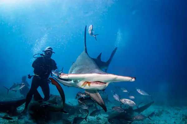 Grande Tubarão Martelo Nadando Com Pedaço Isca Boca Imagens De Bancos De Imagens