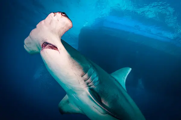一条巨大的锤头鲨在船底游动 图库图片