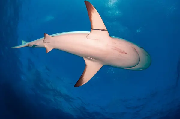 一只加勒比海礁鲨在头顶上游动 免版税图库照片
