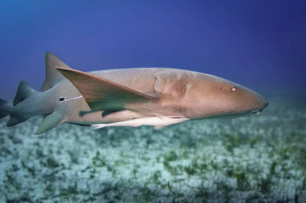 Side View Nurse Shark Stock Picture