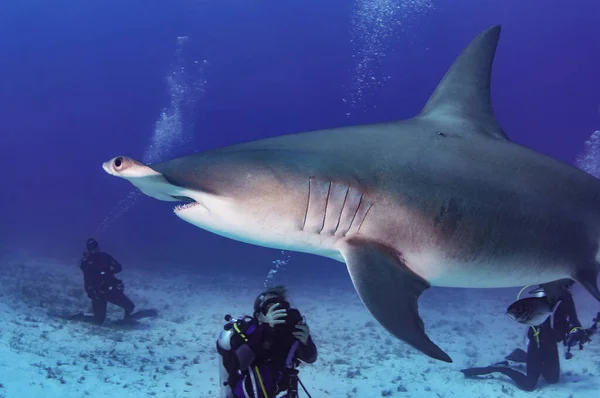 一个巨大的锤头鲨游过一些潜水员 图库照片