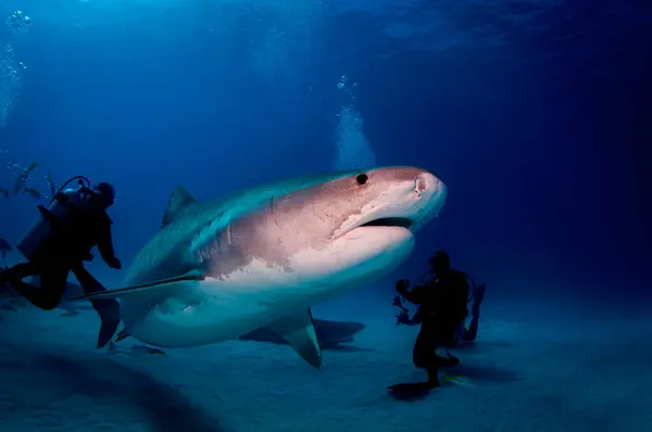 虎鲨和潜水员 免版税图库图片