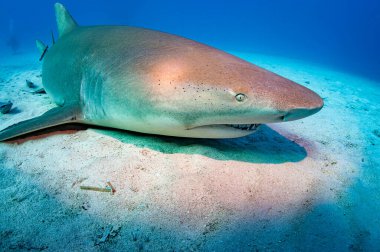Okyanus tabanında dinlenen bir limon köpekbalığına yaklaş.