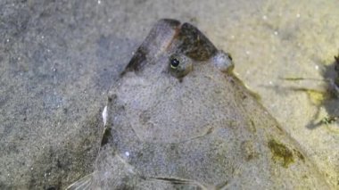 Kumlu zeminde bir halibut 'un yakın çekimi