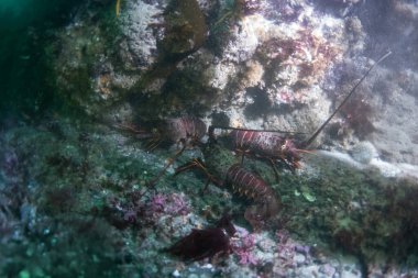 Dikenli ıstakozlar kayalık bir resife sığınıyor.