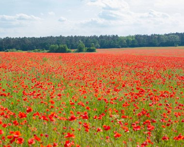Ormanın kenarında açmakta olan haşhaş tarlası