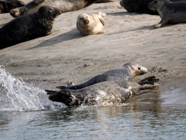 Fransa 'da Berck yakınlarındaki Authie Körfezi' nin gri fok ya da Atlantik fokları ve at başı fokları (Halichoerus grypus) grubu 