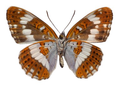 Aşağıdan görülen Güney Beyaz Amiral Kelebeği (Limenitis reducta) beyaz arka planda izole edilmiştir.