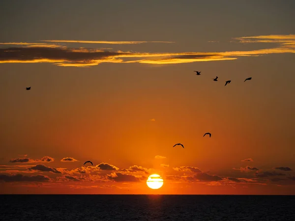 Puesta Sol Mar Con Gaviotas Cayeux Sur Mer Una Ciudad — Foto de Stock