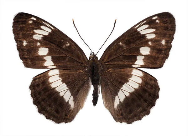 Πεταλούδα Νότιου Λευκού Ναυάρχου Limenitis Reducta Απομονωμένη Λευκό Φόντο — Φωτογραφία Αρχείου