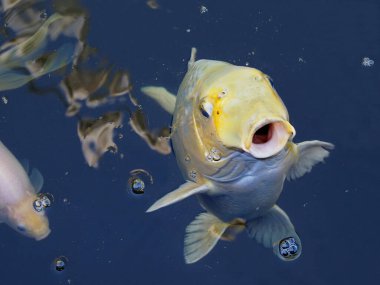 Koyu mavi arka planda su yüzeyinde yakın plan sarı sazan balığı (Cyprinus)