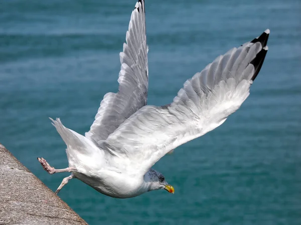 Closeup Herring Gulls Larus Argentatus Flight Many Details Wings — Stock Photo, Image