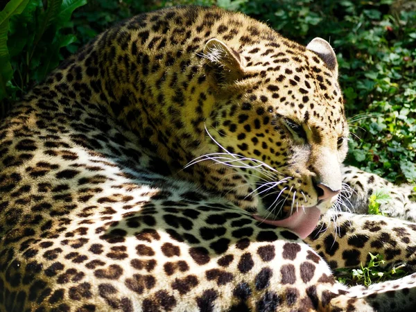 Closeup Javan Leopard Panthera Pardus Melas Licking His Fur — Stock Photo, Image