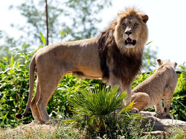 ライオンの赤ちゃんを連れたライオン パンサレオ が岩の上に立って植物の間で口を開きます — ストック写真