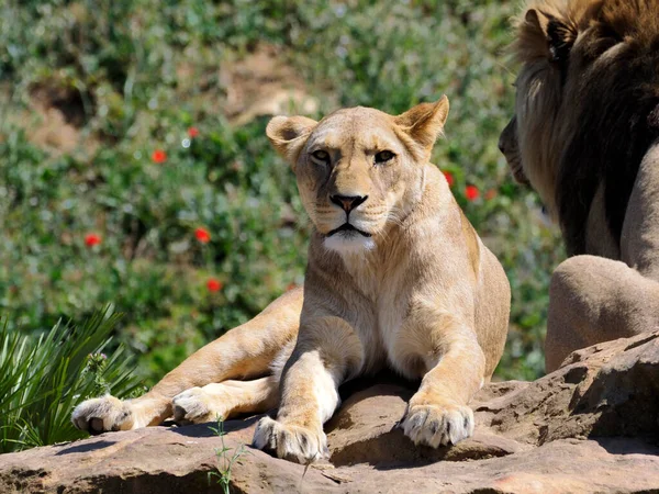 Одяг Левиці Panthera Leo Левом Лежить Скелі Уважно Дивиться Фотографа — стокове фото