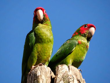 Two Mitred Parakeets, Psittacara mitratus or Aratinga mitrata, perched on wood post on blue sky background 