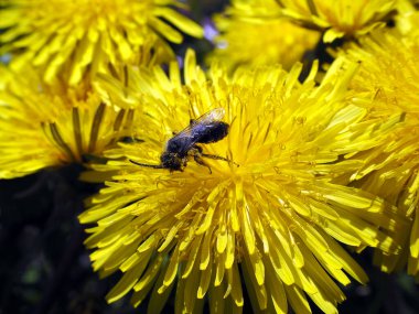 Foraging insect on a dandelion flower with pollen on the body 
