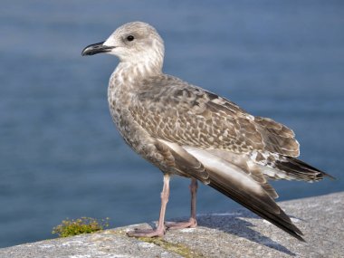 Closeup of juvenile herring gull (Larus argentatus) perched on a wall with a damaged wing