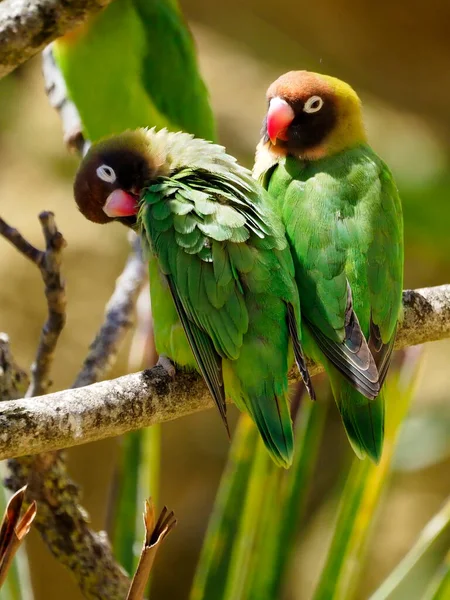 Black Cheeked Lovebirds Agapornis Nigrigenis Perched Branch 스톡 사진