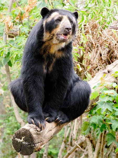 Andean Bear Tremarctos Ornatus Also Known Spectacled Bear Sitting Tree — Stock Photo, Image