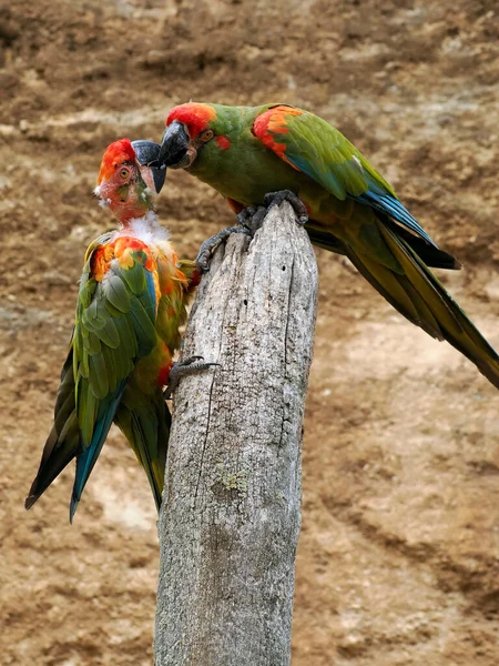 Closeup Two Red Fronted Macaws Rubrogenys Including Young Perched Tree — 스톡 사진