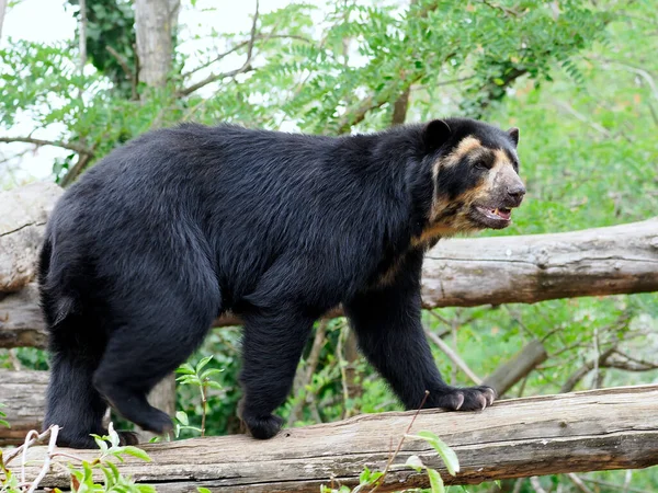 Andean Bear Tremarctos Ornatus Also Known Spectacled Bear Walkingon Tree — Stock Photo, Image