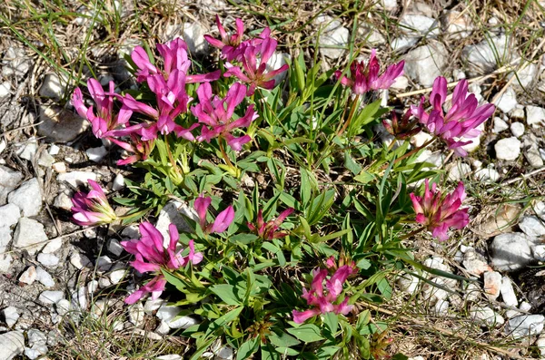 Alpine Clover Flowers Trifolium Alpinum French Alps — Stock Photo, Image