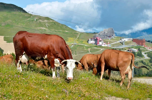 Brązowe Krowy Wypasane Alpach Francuskich Departamencie Savoie Miejscowości Plagne Tle — Zdjęcie stockowe