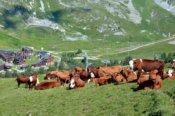 Brown Cows Water Tank French Alps Savoie Department Plagne — Stock Photo, Image