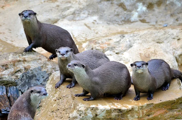 Group Small Clawed Otter Aonyx Cinerea Rocks — Stock Photo, Image
