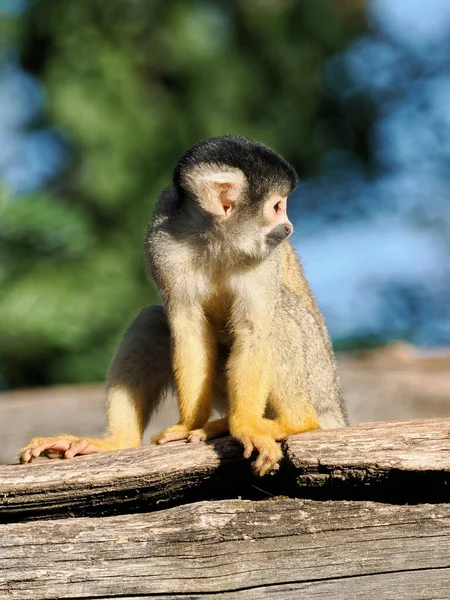 Closeup Squirrel Monkey Saimiri Sciureus Tronco — Fotografia de Stock