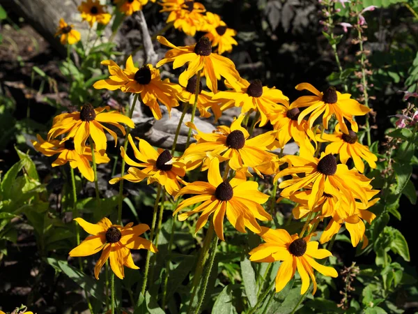 Closeup Yellow Coneflower Rudbeckias Garden — Stock Photo, Image