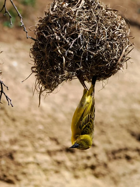 Male Village Weaver Ploceus Cucullatus Head Its Nest — Stockfoto
