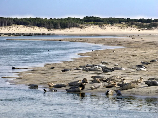 stock image Group of gray seals or Atlantic seal and the horsehead seal (Halichoerus grypus) of the Bay of Authie near of Berck in France 