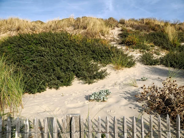 Dunes Berck Sur Mer Kommun Norra Franska Departementet Pas Calais — Stockfoto