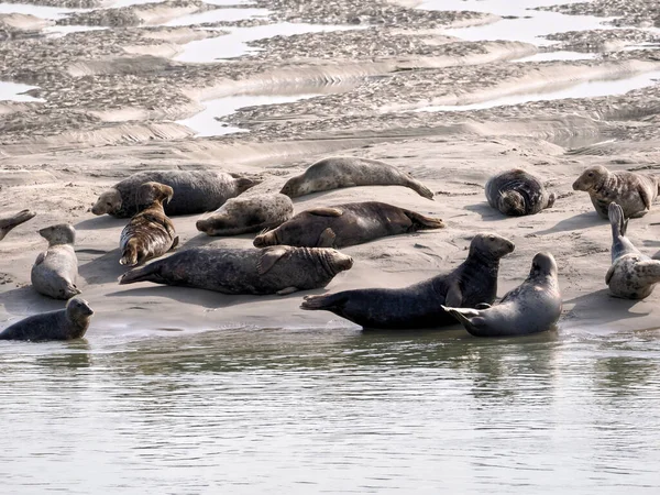 法国Berck附近的Authie湾的一组灰海豹或大西洋海豹和马头海豹 Halichoerus Grypus — 图库照片