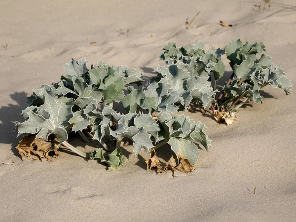 stock image Crambe maritima or seakale in the dunes at Berck of the baie de Somme in France, this is a species of halophytic (salt-tolerant) flowering plant in the genus Crambe of the family Brassicaceae.