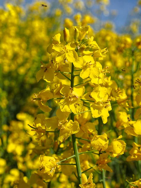 Closeup Yellow Rapeseed Flowers Brassica Napus Many Midges Flight — Stock Photo, Image