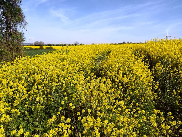 Yellow Rapeseed Flowers Brassica Napus Wind Turbines Background — Fotografia de Stock