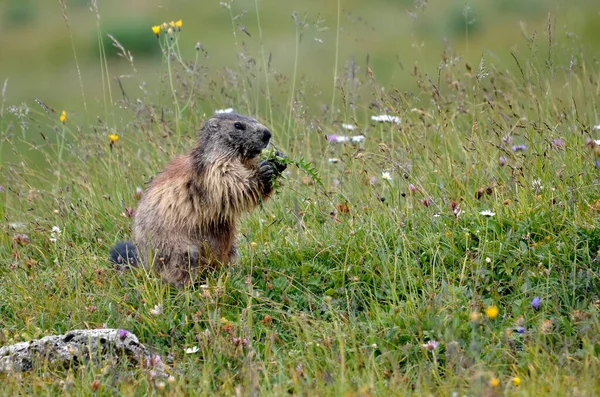 Альпийский Сурок Marmota Marmota Поедающий Растение Французских Альпах Департамент Савойи — стоковое фото