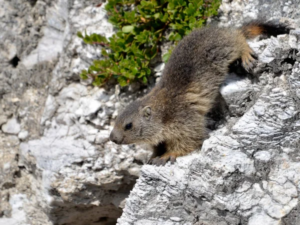 Giovane Marmotta Alpina Marmota Marmota Che Scende Una Roccia — Foto Stock