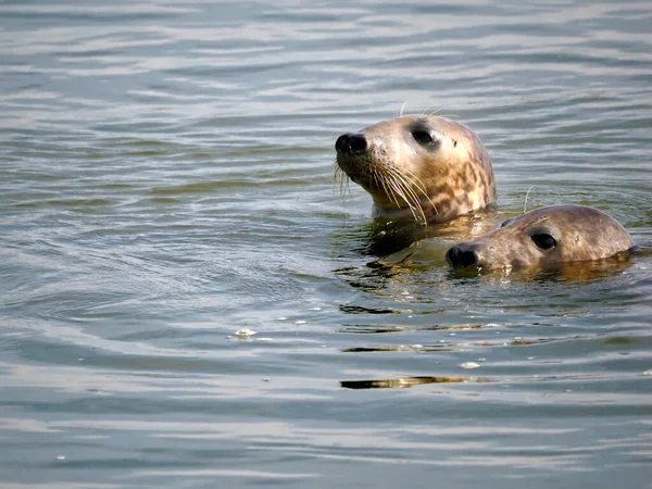 Close Two Gray Seals Atlantic Seal Horsehead Seal Halichoerus Grypus — Stock Photo, Image