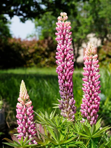 Bloemen Paarse Lupine Lupinus Tuin — Stockfoto