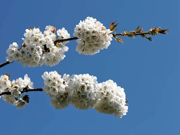 Крупный План Цветы Prunus Domestica Дерева Покрыты Белыми Цветами Весной — стоковое фото