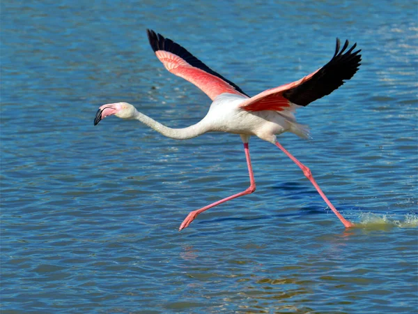 Flamingo Τρέχει Στο Νερό Phoenicopterus Ruber Πριν Από Την Πτήση — Φωτογραφία Αρχείου